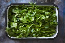 Fresh parsley in enamel dish — Stock Photo