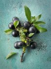 Fresh sloe berries on twig — Stock Photo