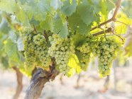 Green Albario grapes on vine — Stock Photo