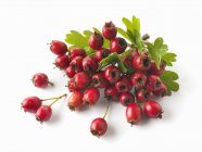 Fresh picked hawthorn berries — Stock Photo