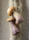 Fresh picked Pied Bleu mushrooms — Stock Photo