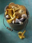 Fresh picked chanterelle mushrooms — Stock Photo