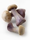Свежесобранные грибы Pied Bleu — стоковое фото