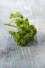 Fresh Curly-leaf parsley — Stock Photo