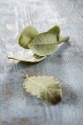 Dried bay leaves — Stock Photo