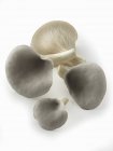 Cogumelos de ostra cinzentos frescos colhidos — Fotografia de Stock