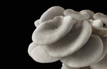 Серые устричные грибы — стоковое фото