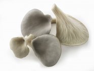 Cogumelos de ostra cinzentos frescos colhidos — Fotografia de Stock