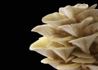 Cogumelos de ostra dourada — Fotografia de Stock
