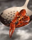 Closeup view of one red crawfish on skimmer — Stock Photo