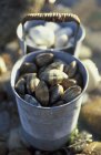 Closeup view of tin can with clams — Stock Photo
