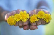 Vista close-up de mãos segurando flores de dente de leão — Fotografia de Stock