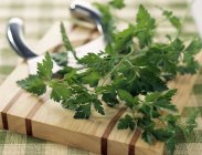 Fresh flat-leaved parsley — Stock Photo