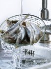 Rinsing anchovies in sink — Stock Photo