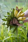 Рука держит свежие собранные бананы — стоковое фото