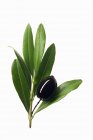 Зеленая оливка на ветке на белом фоне — стоковое фото