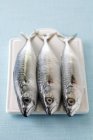 Raw mackerels on chopping board — Stock Photo