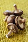 Свежие грибы шиитаке — стоковое фото