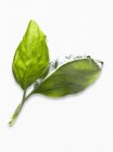 Fresh Basil leaves — Stock Photo