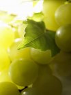 Fresh and ripe White grapes — Stock Photo