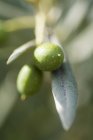 Grüne Oliven mit Blatt — Stockfoto