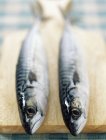 Fresh mackerels on chopping board — Stock Photo