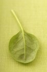 Baby spinach leaf — Stock Photo