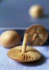 Primo piano vista di funghi Mousserons su stoffa — Foto stock