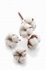 Vue rapprochée des fleurs de coton sur la surface blanche — Photo de stock
