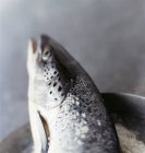 Tête de saumon non cuite — Photo de stock