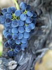 Черный виноград на виноградной лозе, готовый к сбору — стоковое фото