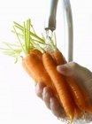 Enjuagar las zanahorias en la mano - foto de stock