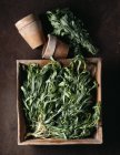 Fresh Tarragon sprigs — Stock Photo
