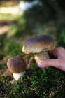 Closeup daytime view of hand holding cep mushroom on moss — Stock Photo