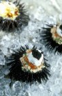 Closeup view of sea urchins filled with caviar and sour cream — Stock Photo