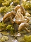 Shiitakes and herbs laying on light green surface — Stock Photo