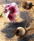 Flor de amapola y semillas - foto de stock