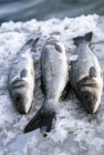 Três peixes de robalo frescos — Fotografia de Stock
