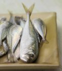 Fresh Horse mackerels — Stock Photo