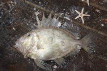 Pesce crudo John Dory — Foto stock