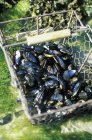 Daytime elevated view of mussels in wire basket — Stock Photo