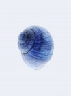 Vista close-up de uma concha de caracol azul no fundo branco — Fotografia de Stock