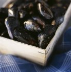 Closeup view of fresh mussels in crate — Stock Photo
