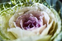 Fresh ripe Cabbage — Stock Photo