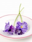 Vue rapprochée de violettes confites sur plat blanc — Photo de stock