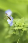 Вид крупным планом насекомого, собирающего нектар на цветке — стоковое фото