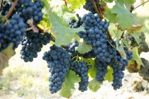 Black grapes on the vine ready to be picked — Stock Photo