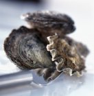 Frische Austern und Messer — Stockfoto