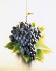 Ramo de uvas moscatel - foto de stock