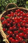 Fresh picked cherries — Stock Photo